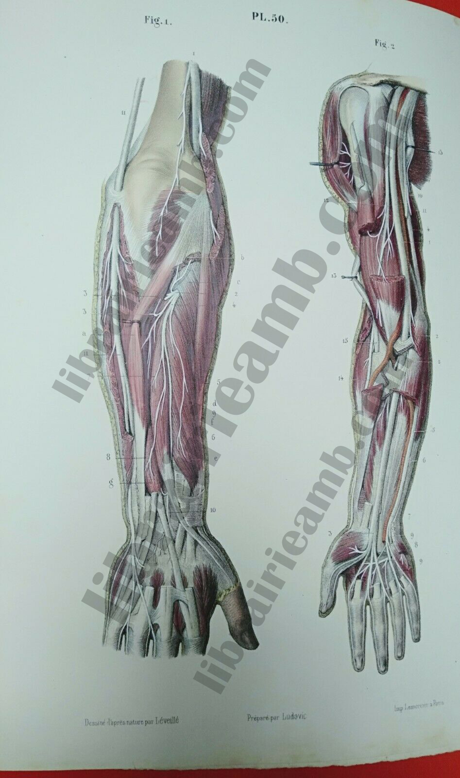 Anatomie Corps Humain Systeme Nerveux Nerfs Membre Superieur Leveille 16 Marche Dauphine