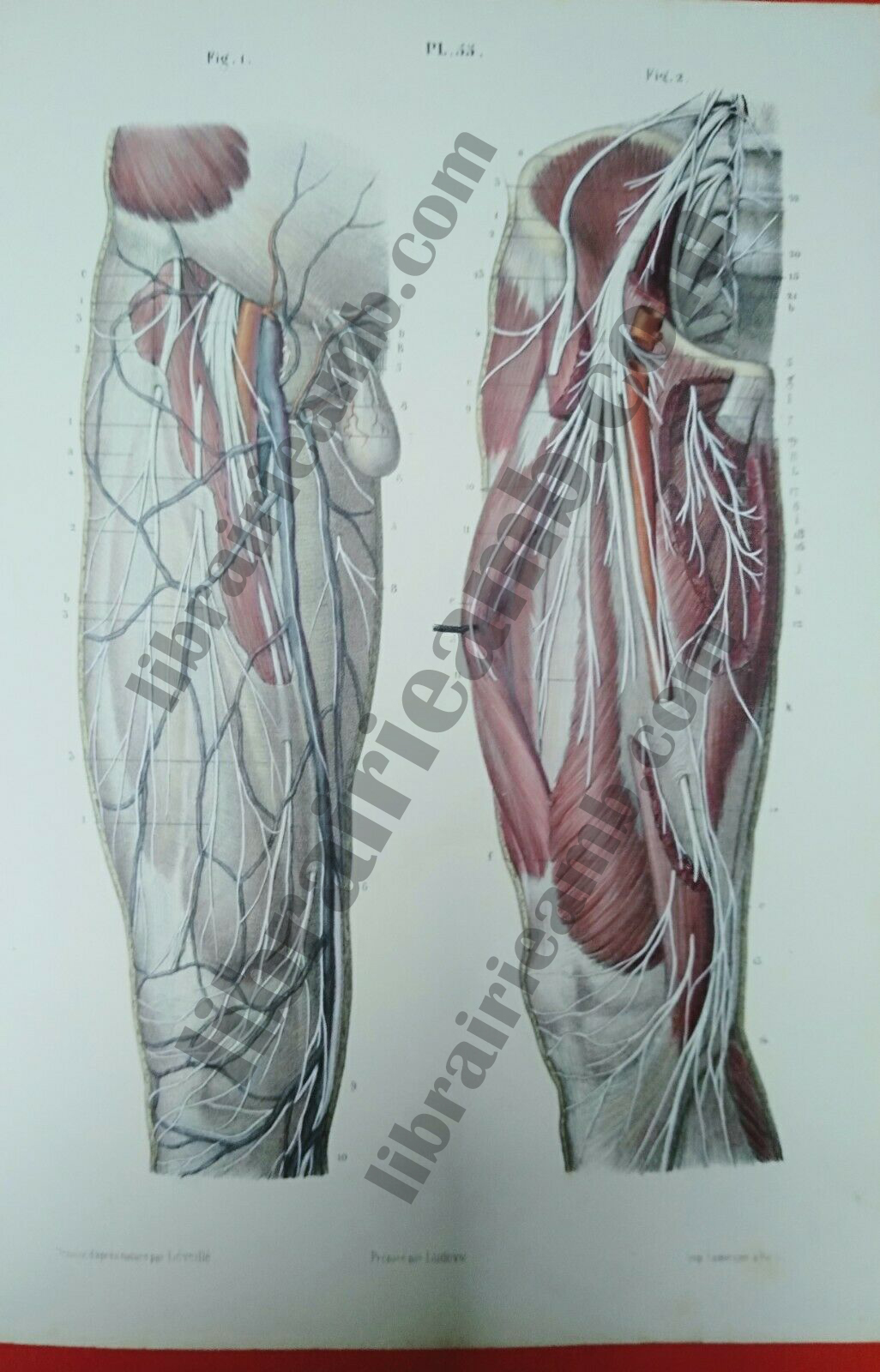 Anatomie Corps Humain Nerf Crural Obturateur Et Lombo Sacre Leveille 16 Marche Dauphine